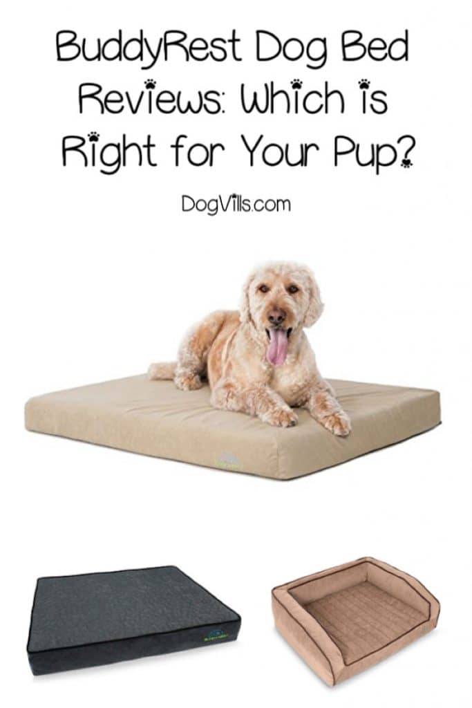 which dog bed