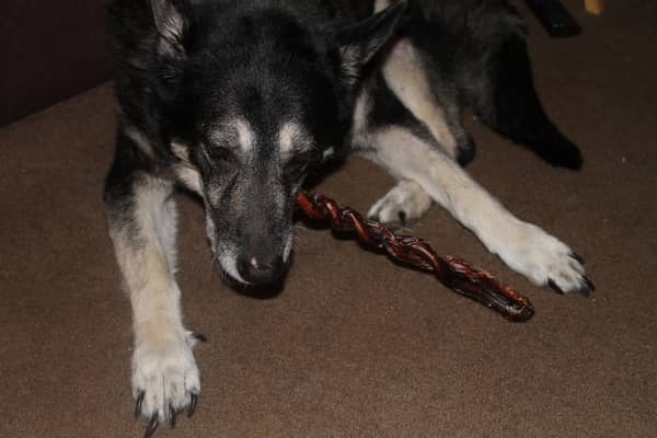 dog swallowed bully stick