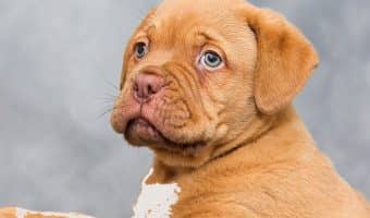 Worried that your pup is one of the dog breeds at risk for bloat? Learn which breeds are the highest on that list and what you can do to keep them safe!