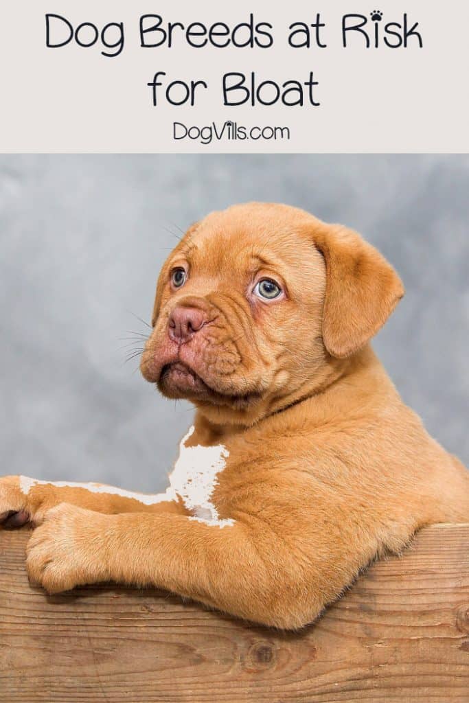 5 Dog Breeds At Risk For Bloat DogVills