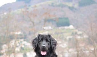 If you love the idea of hiking with your dog or spending time outdoors, these female nature dog names are perfect for you!