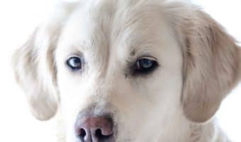 Are you wondering how long it takes a puppy to adjust to new food? Read on to find out! Plus, check out our tips on making the transition go smoothly!