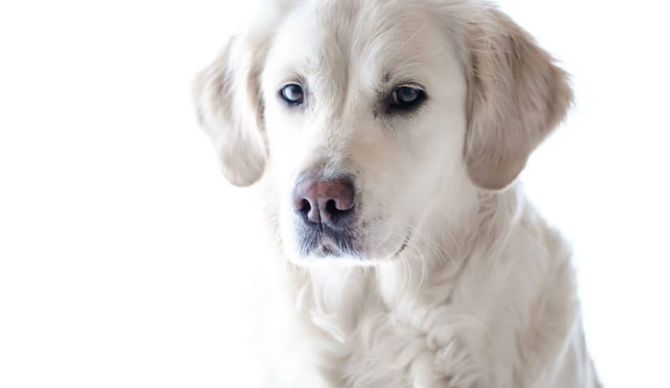 How Long Does It Take Puppy to Adjust To New Food? - DogVills