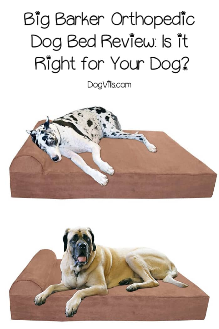 Big Barker Bed Review Is it the Right Orthopedic Dog Bed for You?