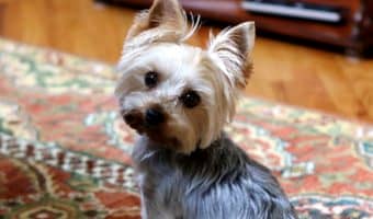 How often do dogs need to pee? In this case, size does matter! Find out the answer to "how long can small dogs hold their bladder" compared to larger dogs!