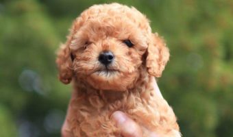 Thinking about adopting a poodle? You need to know about these standard poodle eye problems! The more you know, the better prepared you are to help your dog deal with them.