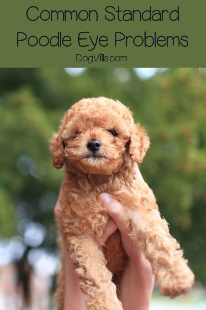 All You Need to Know About Standard Poodle Eye Problems DogVills