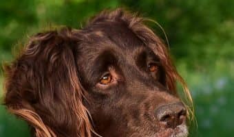 Are you scratching your head how to teach your dog to recognize its name? Read on to learn all about training your pup to come when he's called and respond to his moniker!