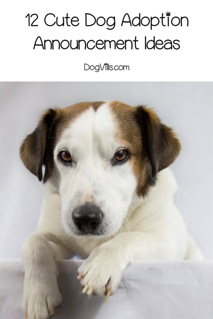 12 Cute Dog Adoption Announcement Ideas - DogVills