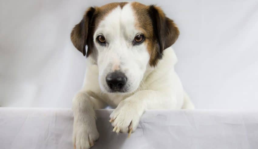 Need some inspiration for cute ways to tell everyone you're getting a new puppy? Check out these 12 darling dog adoption announcement ideas!