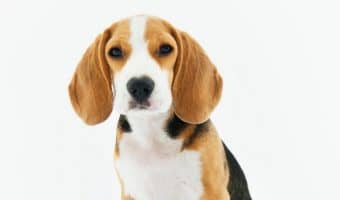If you're having a hard time choosing the best orthopedic bed for Fido, this BuddyRest vs. Big Barker dog bed comparison will help you out! Check it out!