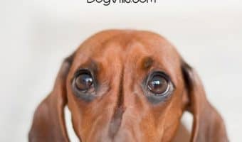 We often cry when we are sad but have you ever wondered if sad dogs cry? That's what we're going to find out today! Check it out!