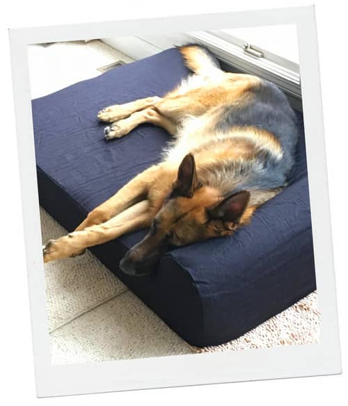 If I had to pick just one bed to be my #1 choices, it would be the DogOnIt OMG Bed. This truly is the most luxurious option!