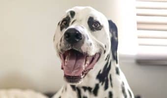 If you're looking for the best orthopedic dog bed reviews all in one spot, we've got you covered! Read on to discover our top 5 picks for the year!