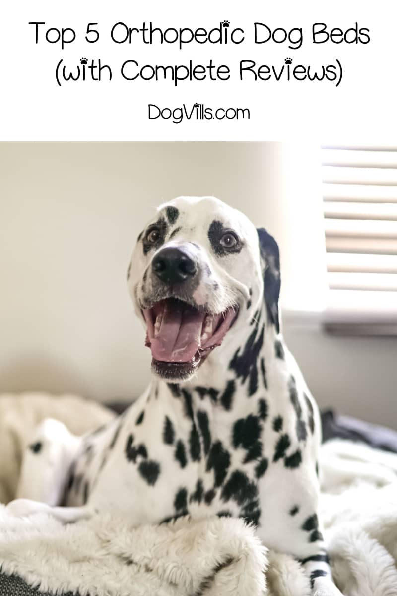 Orthopedic Dog Bed Reviews Top 5 Picks