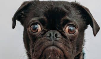What is your dog's poop telling you? Turns out quite a bit! Learn how to use #2 to look out for your #1 best friend!