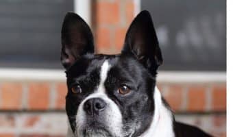 Looking for the best dogs to have it you work all day? These nine breeds can tolerate being left alone while you're at the office. Check them out!