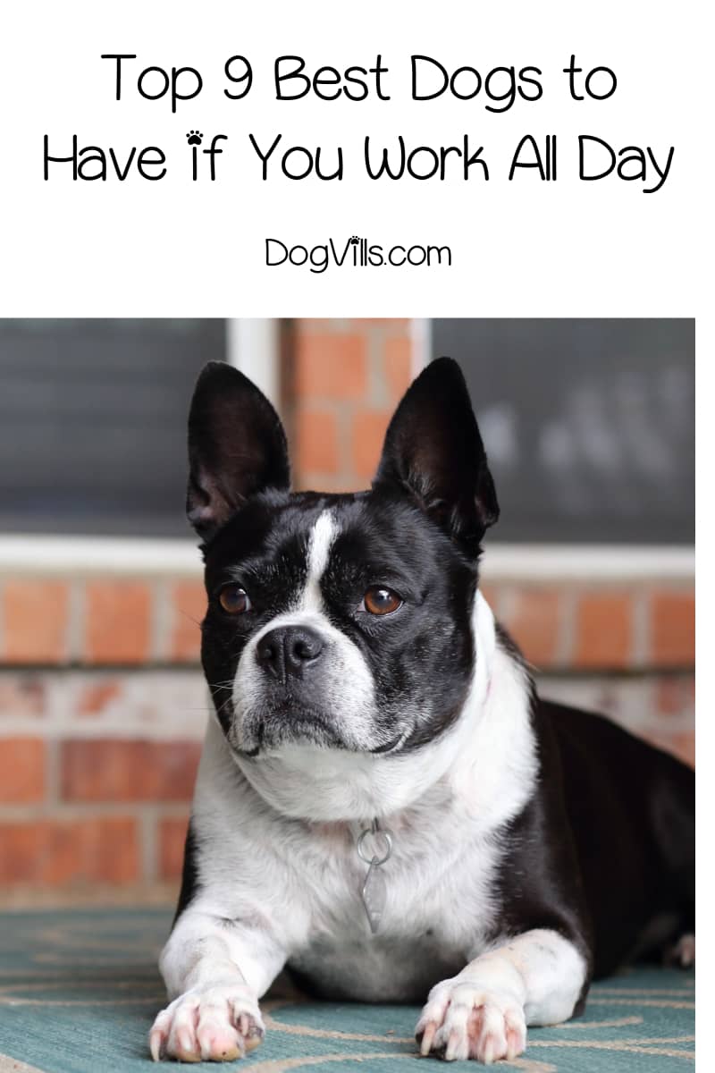 Top 9 Best Dogs to Have if You Work All Day DogVills