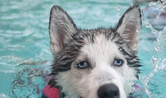 Can puppies swim? The answer to that depends! Find out whether your dog breed is made for water, and how to safely train him to swim!