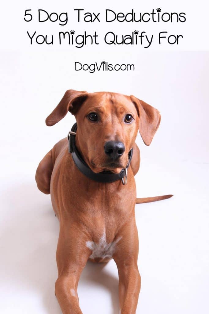 5 Dog Tax Deductions You Might Qualify For DogVills