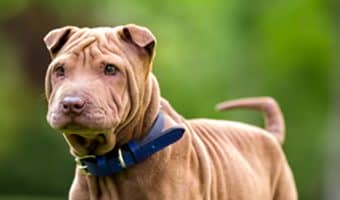 Say "hello" to the Miniature Shar-Pei - same great dog as the full-size breed, only in "mini-me" format! Read on to learn all about him!