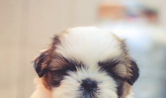 Are you wondering how long it takes for a puppy to adjust to a new home? Read on to find the answer + tips on how to make the transition easy on them!