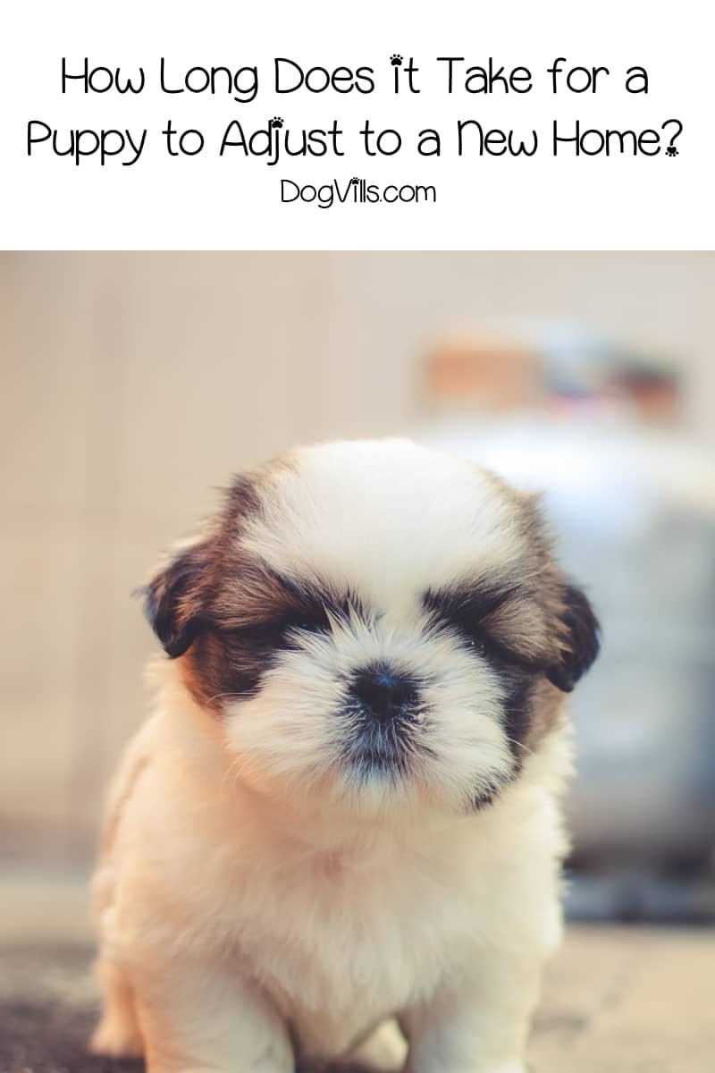 How Long Does It Take For A Puppy To Adjust To A New Home Dogvills