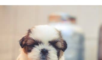 Raising a puppy can be very rewarding, but it is also a lot of work. Is it worth it in the end? Read on to find out what to expect!