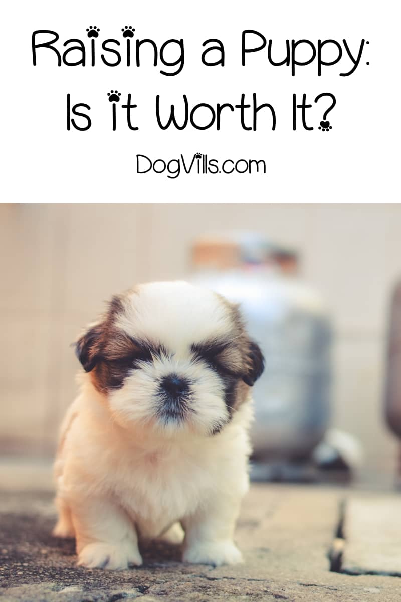 Raising a Puppy Is it Worth it? DogVills
