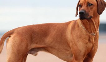 Are Rhodesian Ridgebacks hypoallergenic? Let's find out! Plus, learn everything you need to know about this stunning dog breed!