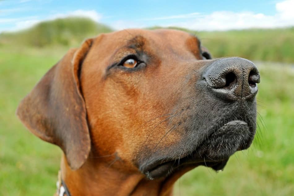 ridgebacks in not