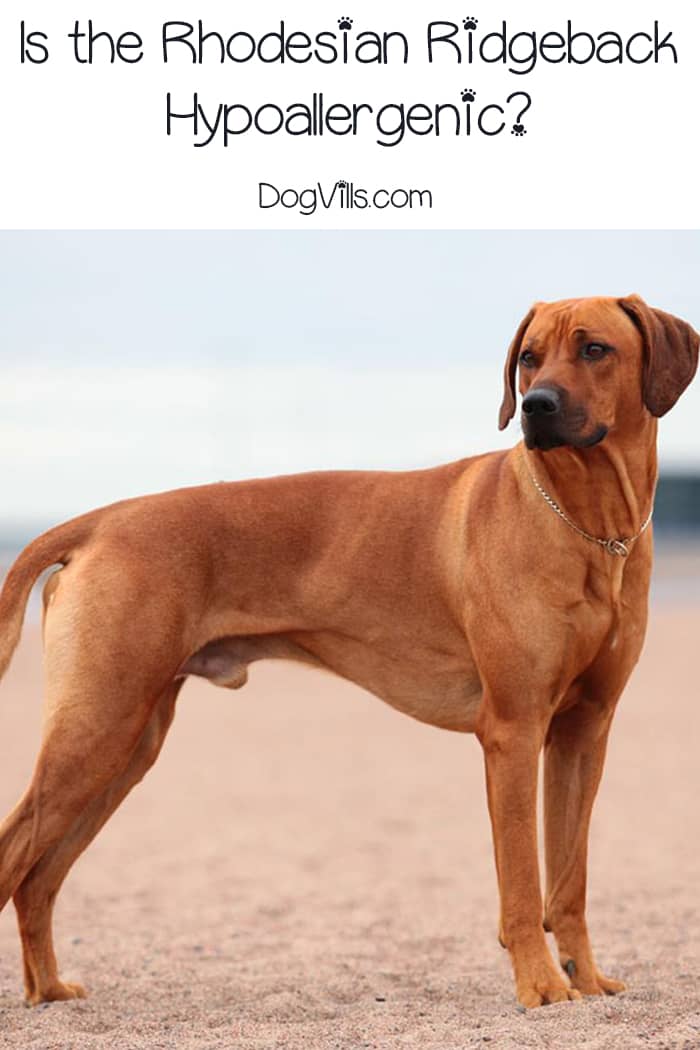 rhodesian ridgeback shedding