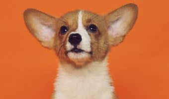 How do you know if your puppy has worms? Find out the answer, plus learn how you can protect your dog from getting worms in the first place.