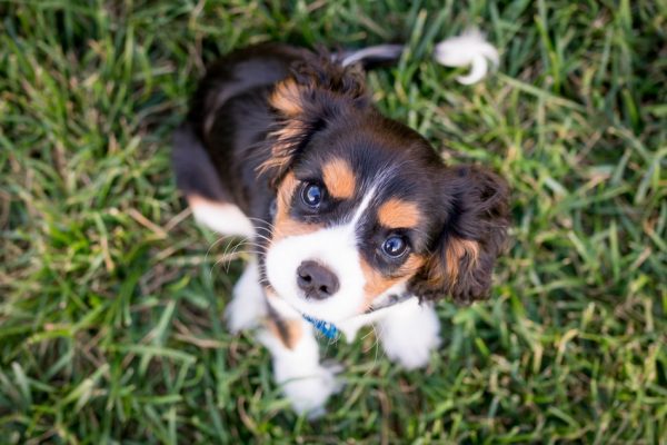 How do you know if your puppy has worms? Find out the answer, plus learn how you can protect your dog from getting worms in the first place.