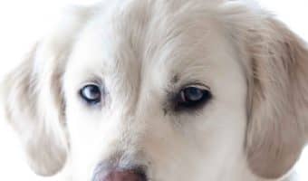 Wondering how to stop your dog from barking at the TV? Read on for six tips that will help train your dog out of this unwanted behavior!