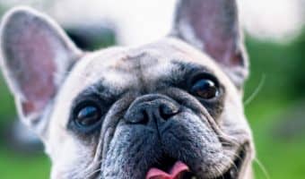 There's a new "designer" dog in town, and it's called the "Mini Hippo." What's this pooch all about? Check out these fun facts and some must-know info on this new "breed."