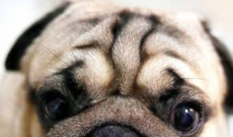 If you can't find the perfect dog breed with low separation anxiety on this list, he doesn't exist! Check it out!