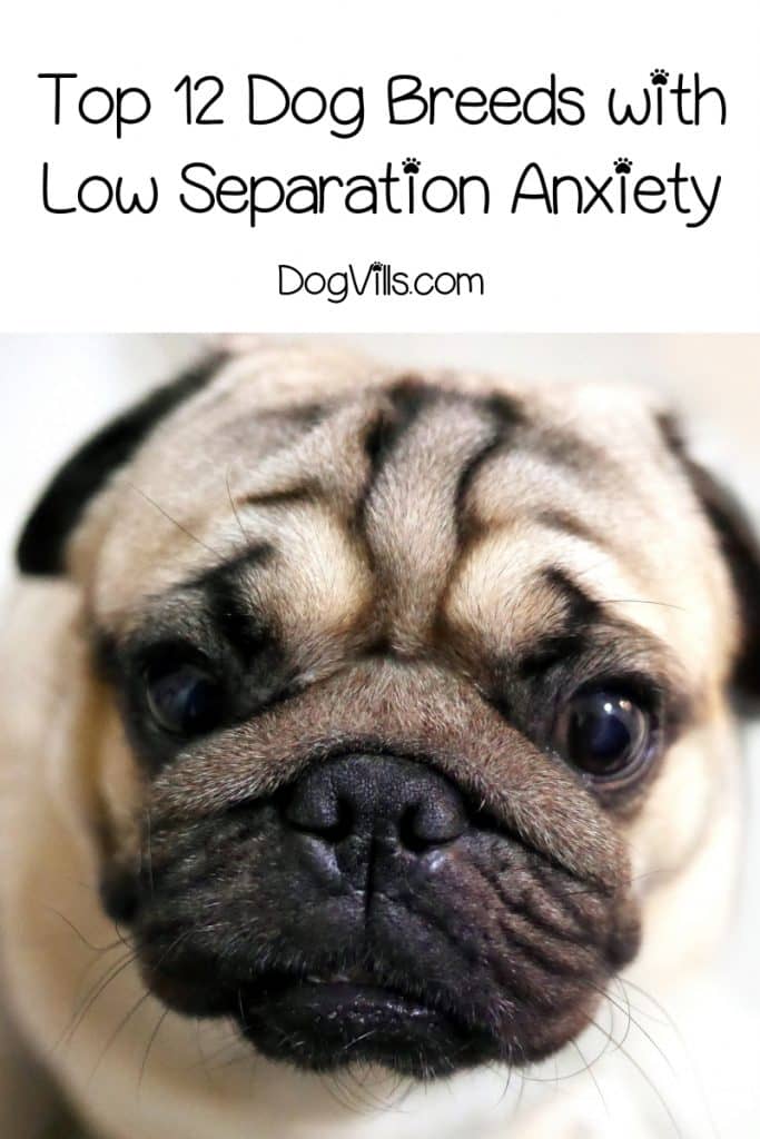 dog breeds with separation anxiety