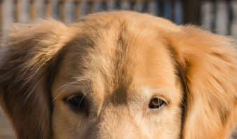 All dogs help us feel better when we're blue, but some just seem to do a better job than others. Check out the top 5 best dog breeds for emotional support.