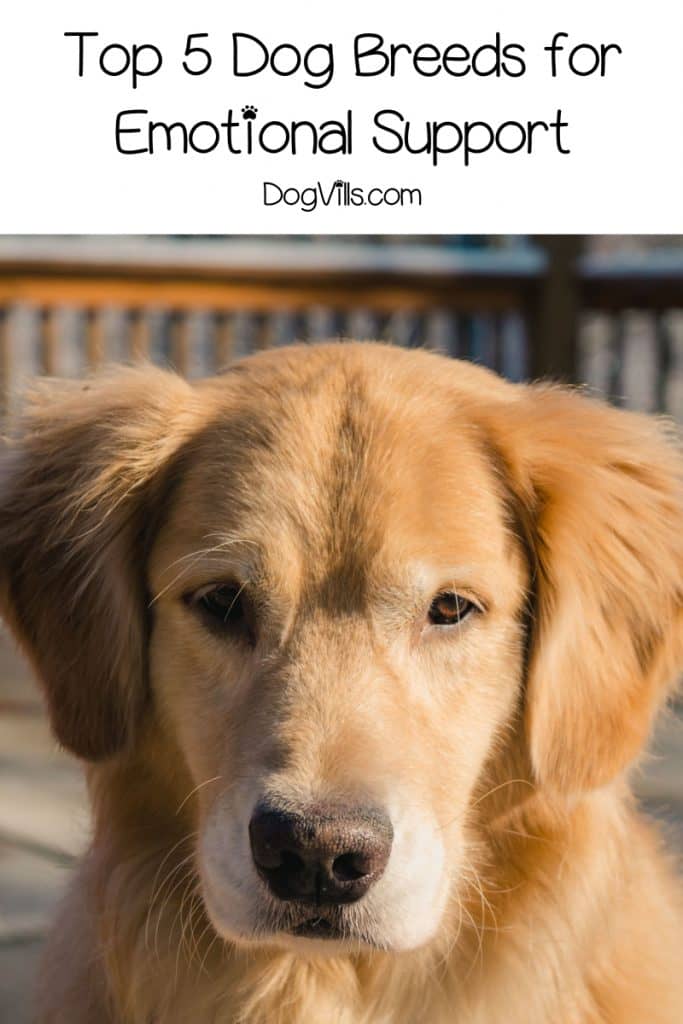 The Best Dog Breeds for Emotional Support DogVills