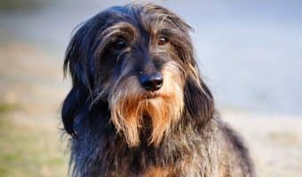 If you want a unique name for your pup that celebrates your love of all things manga, check out these 10 kawaii anime names for dogs!
