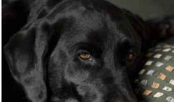 If you're wondering "what are the best dog beds for labradors," don't worry, I've got you covered! Find out what to look for, + check out my top 5 picks!
