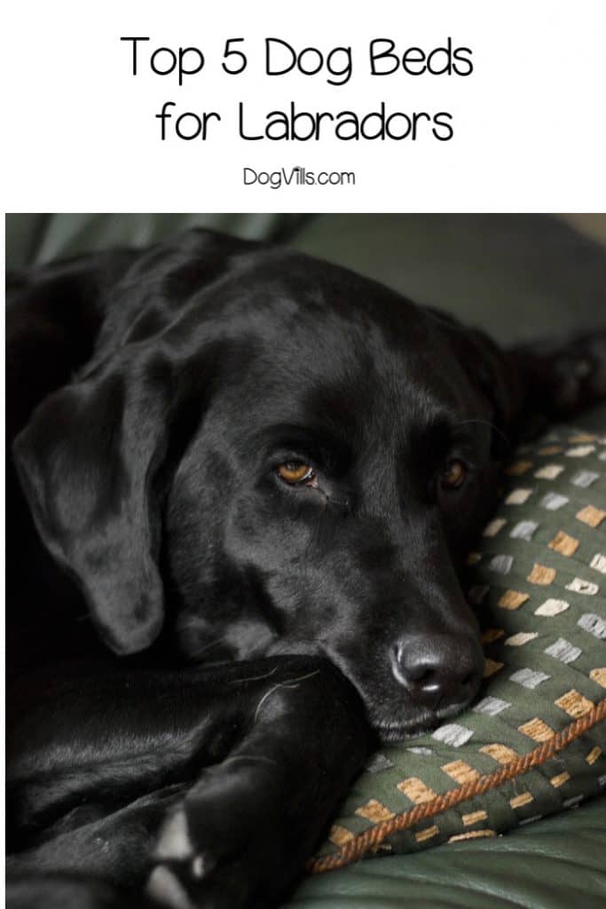Top 5 Best Dog Beds for Labradors (with Reviews) DogVills