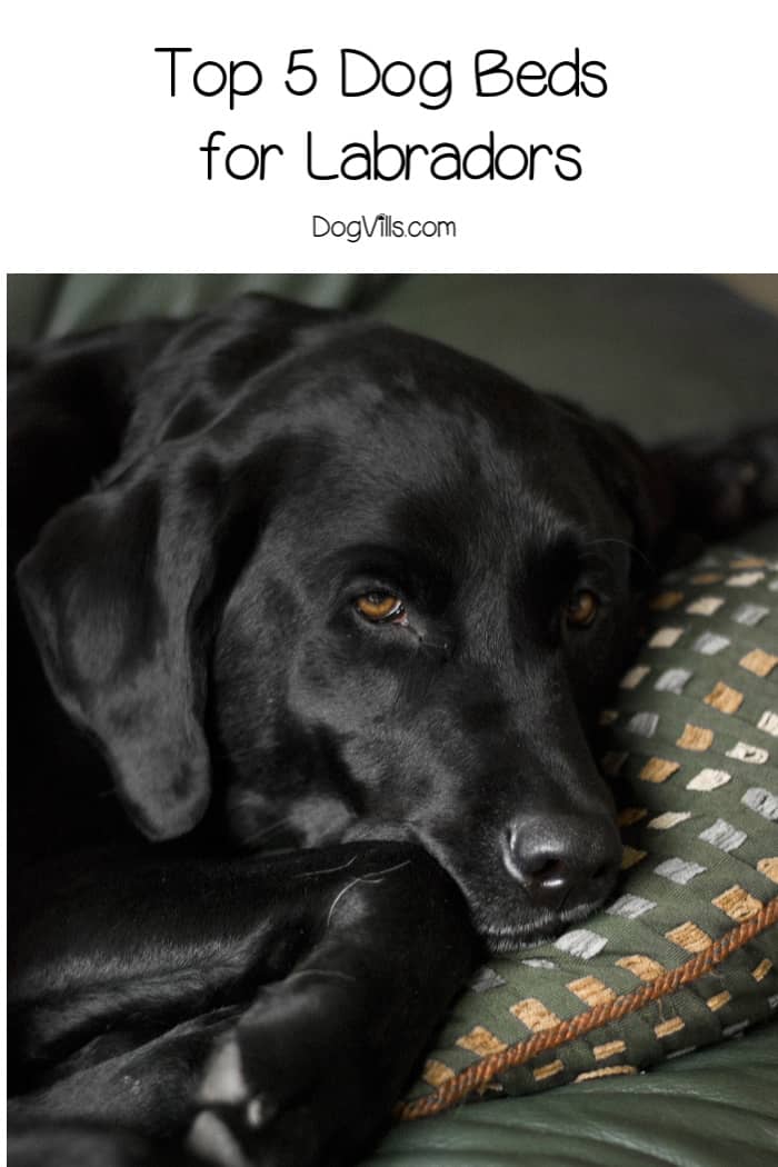 Top 5 Best Dog Beds for Labradors (with Reviews) DogVills