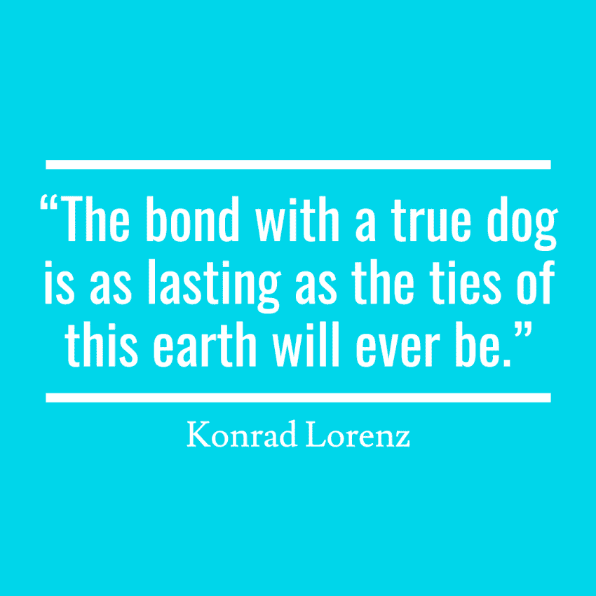 If you're planning a dog adoption announcement, you'll need some cute new puppy quotes to include! Check out our top 10 favorites!