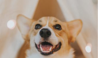 Wondering about the most memorable corgis from pop culture? Read on to learn about five iconic Welsh Pembroke Corgis who captured hearts everywhere!