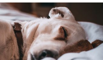 Get ready for everything you ever wanted to know about dog beds! By the time we're done, you'll have no doubt as to which one is right for your pooch!