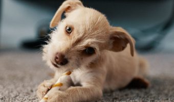 If you're looking for fantastic dog names, you are so in luck! We've got over 500 names o help you choose the perfect moniker for your new pup!