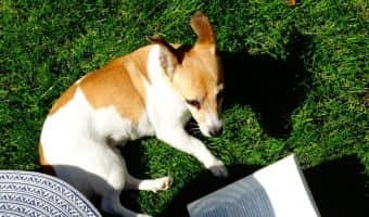 Looking for all of the best dog names inspired by books? Check out our top 20 picks for both male and female puppies!
