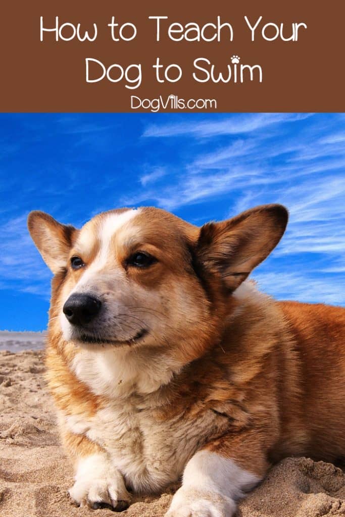 How to Teach Your Dog to Swim (in 7 Easy Steps)